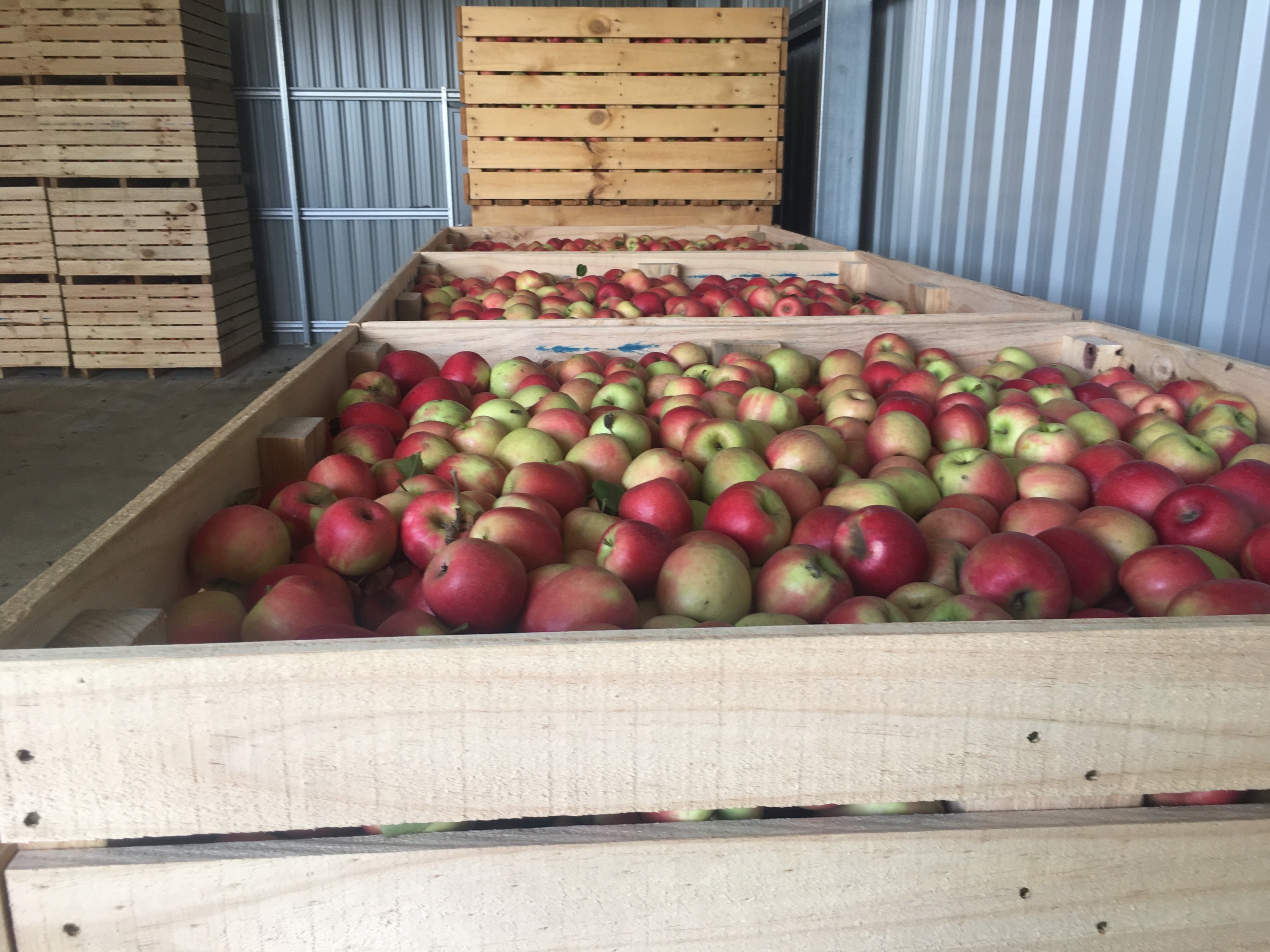 Fruit Picking Bins & Crates for Sale Wooden Fruit Crates