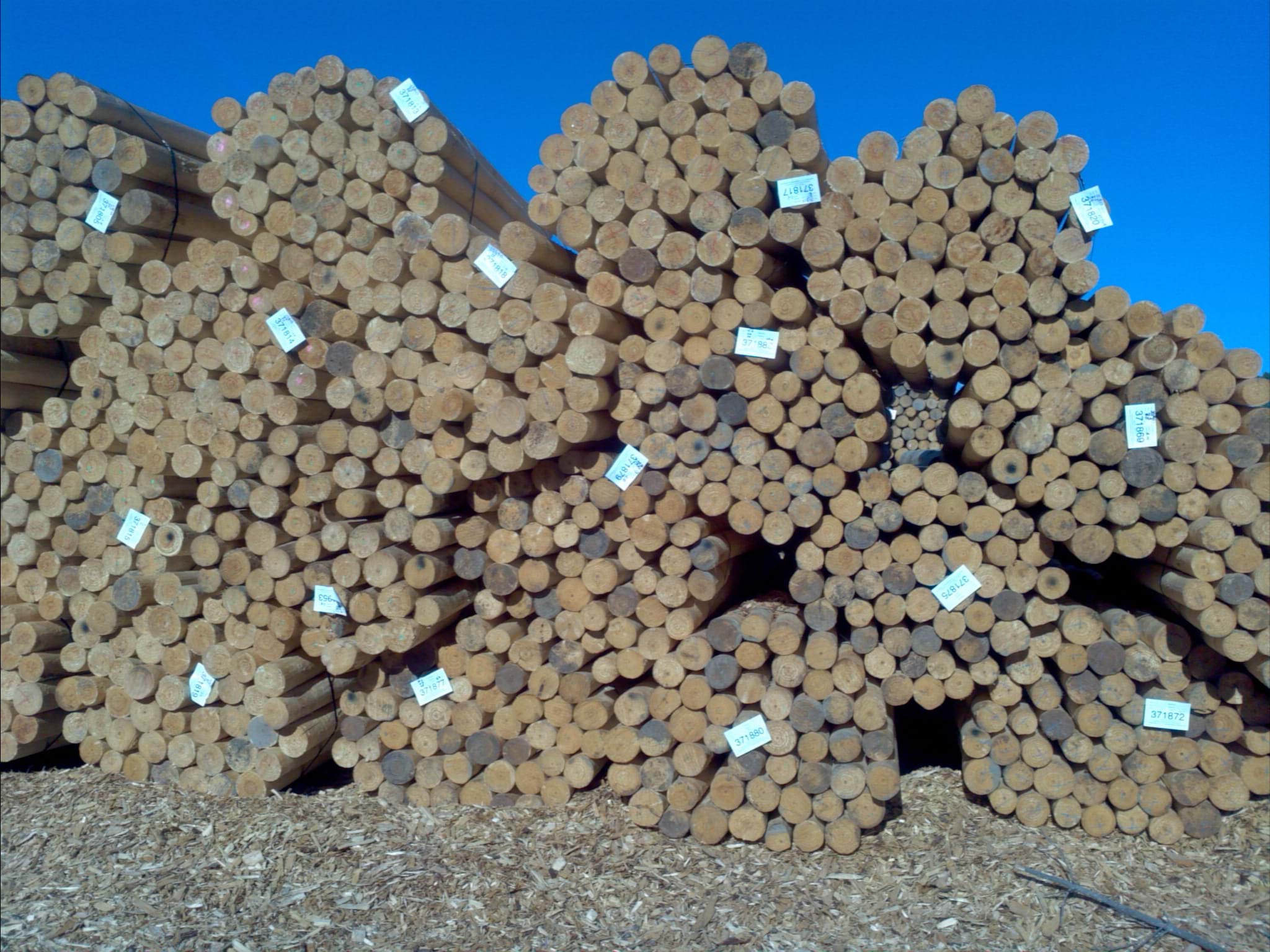 Pinewood Timber for Sale Pine Wood Prices, Enquire Online